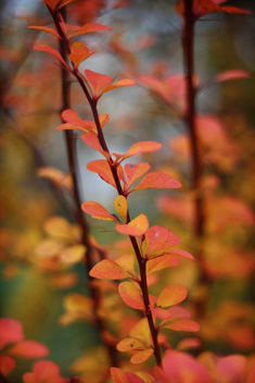 remembering october - Free image #280619